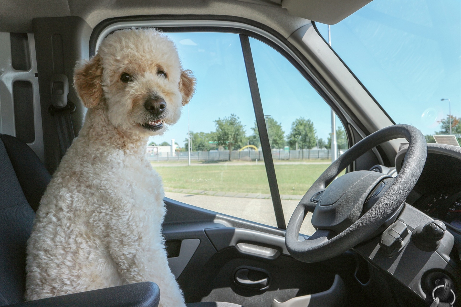 Dog Sitting In Drivers Seat Of Van