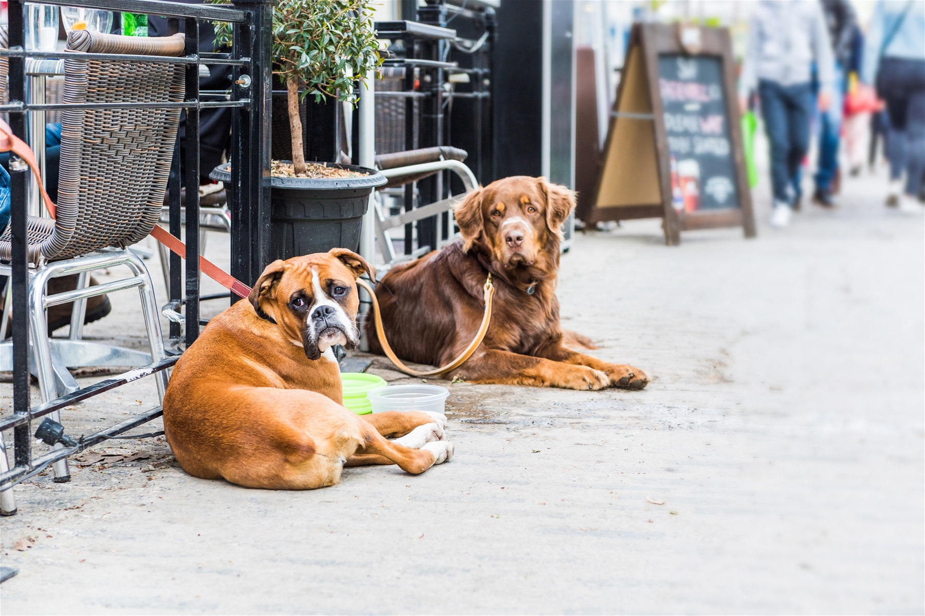 Two dogs in front of Resturant